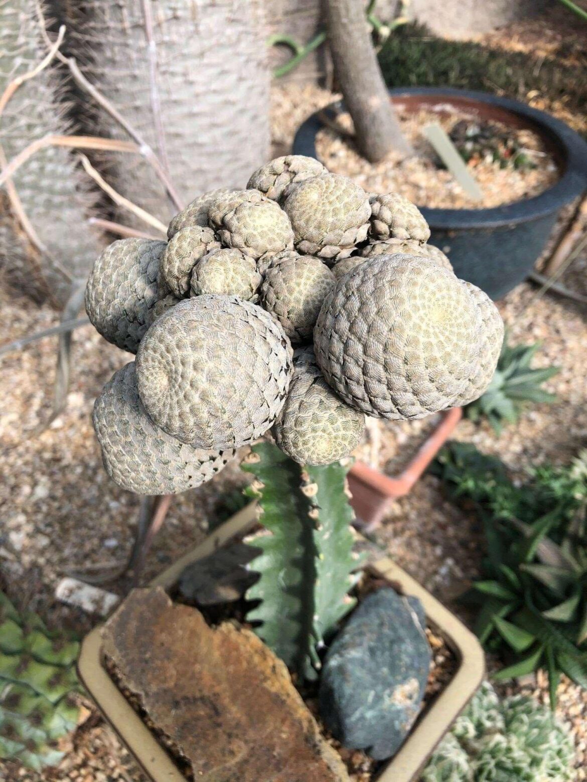 Euphorbia piscidermis came in the mail today, 8 inches across