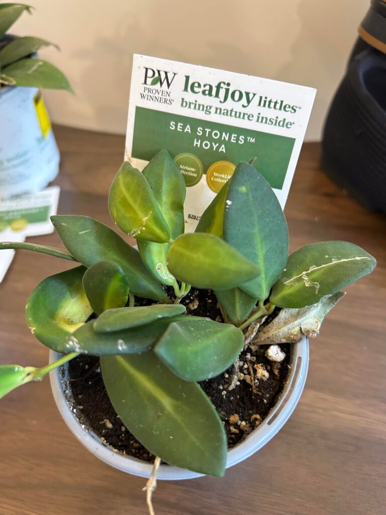 I guess I just became a hoya collector