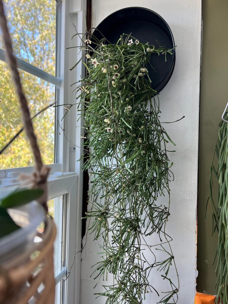 She’s about to burst🌸 always right on time for fall-spring