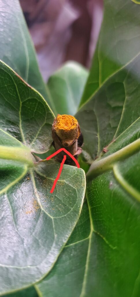 Beyond excited. We have 3 branches, and rooting. Chop and prop is so anxiety provoking.