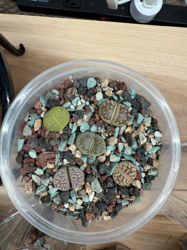 New lithops all potted up! New lithops all potted up!