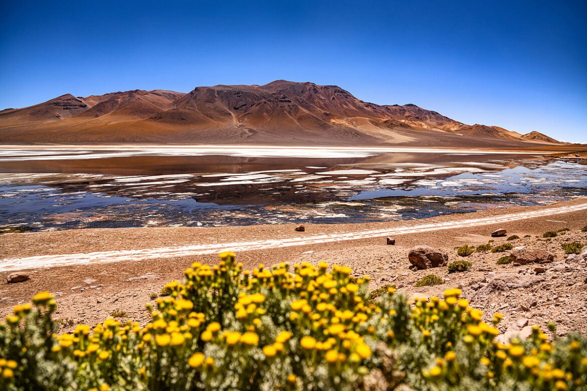 How can flowers bloom from sand in the Atacama Desert? How can flowers bloom from sand in the Atacama Desert?