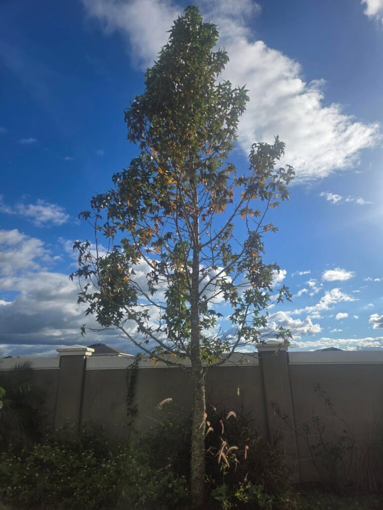 What's Wrong With This Tree?