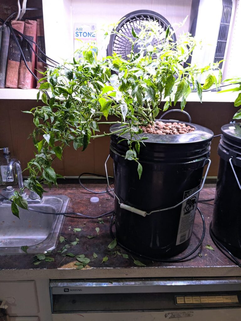 Pepper Root rot recovery questions!