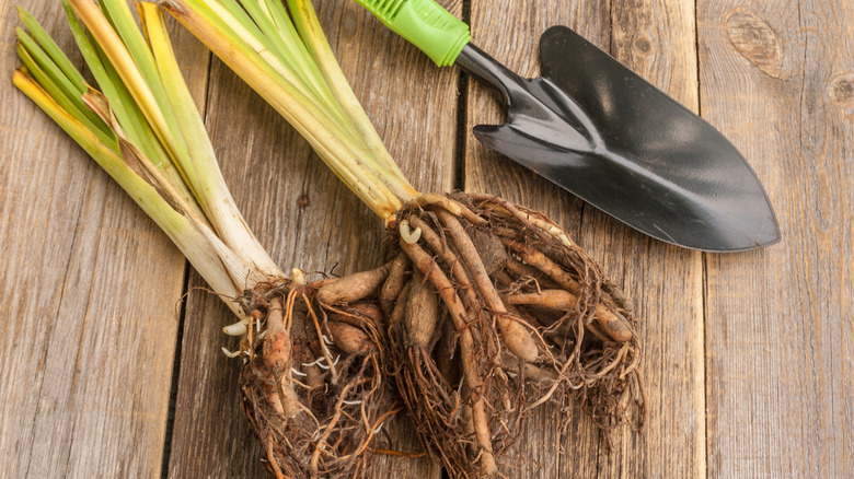 Dug up daylilies next to a gardening trowel