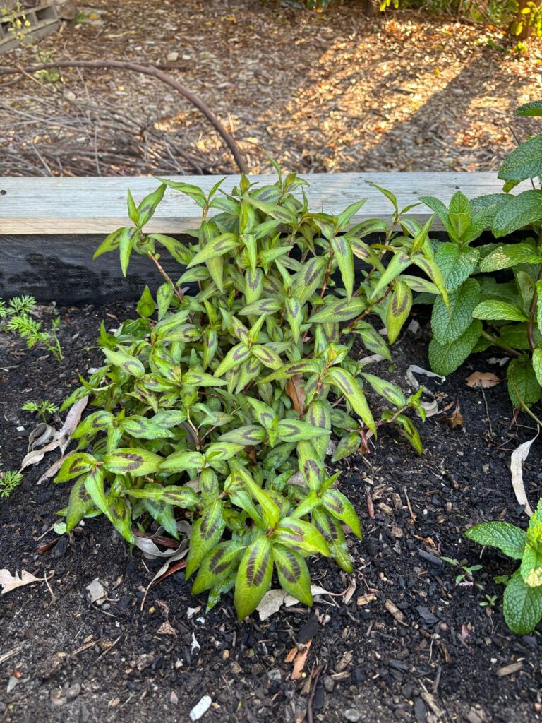 Is this a herb? Or just some cute ground cover?