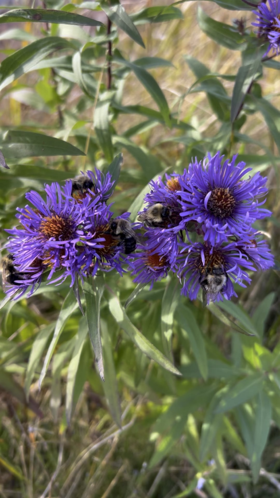 14 bees on this NE Aster