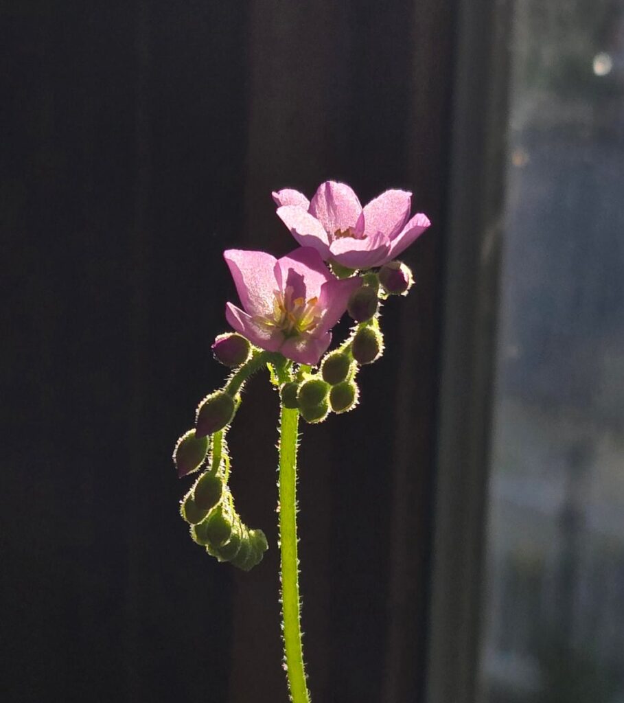 update on my sundew blooming! it's time!!