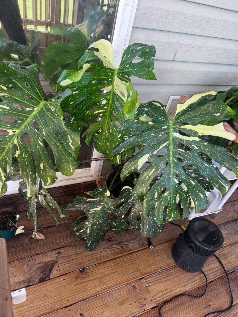 My monstera has the most precious tiny houseguest!!!