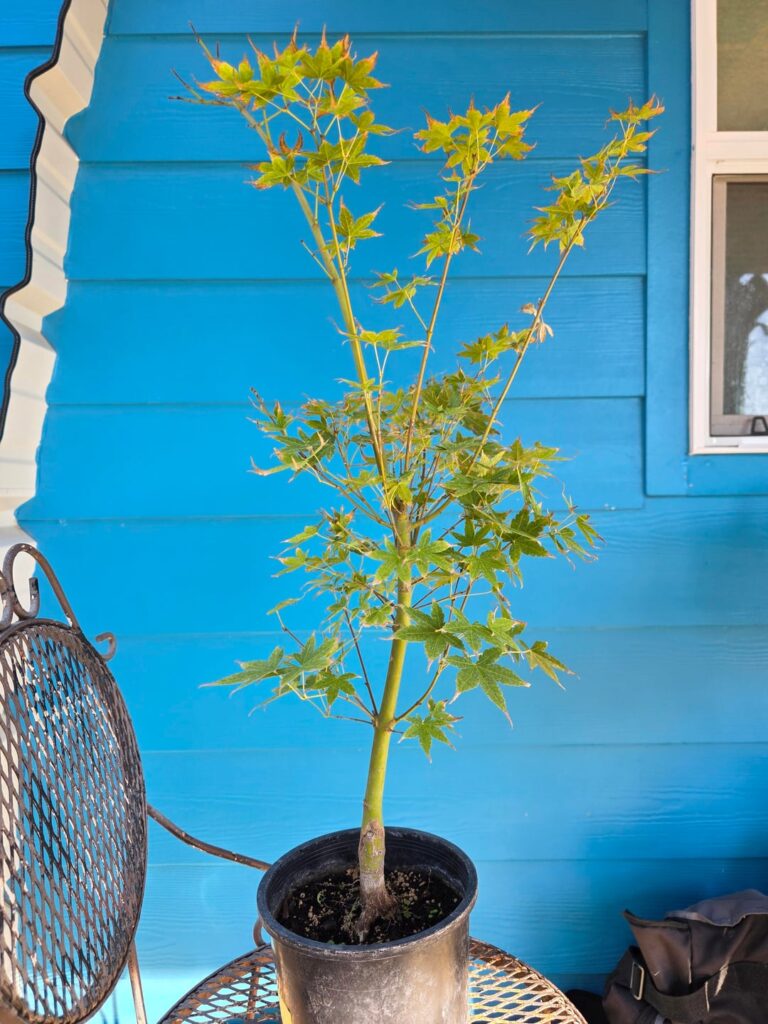 My first J Maple found on clearance! First goal...survive central Texas winter!