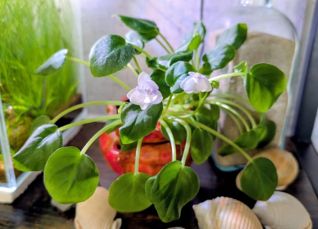 First blooms but I may need to re-pot? First blooms but I may need to re-pot?