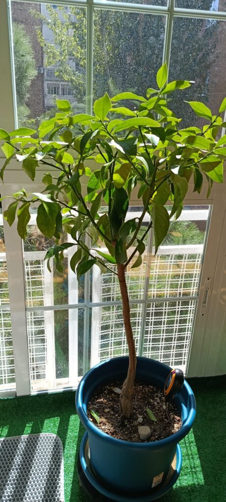 Lemon tree in a pot