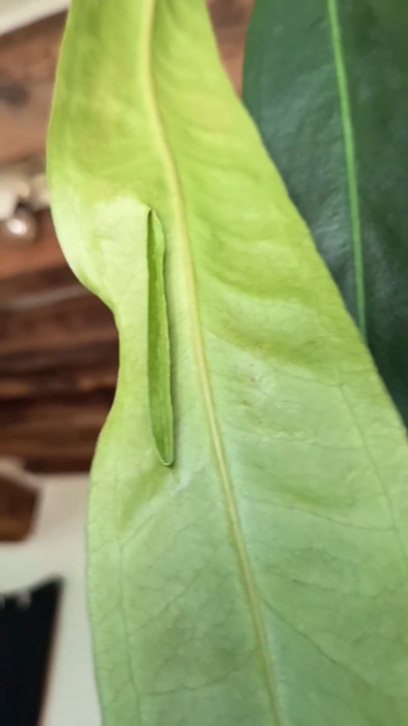 I have the impression that my anthurium wendlingeri has a leaf in its leaf