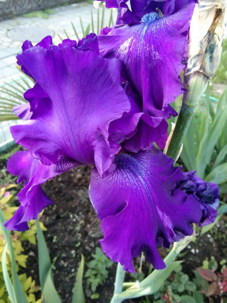 Irises in the assortment