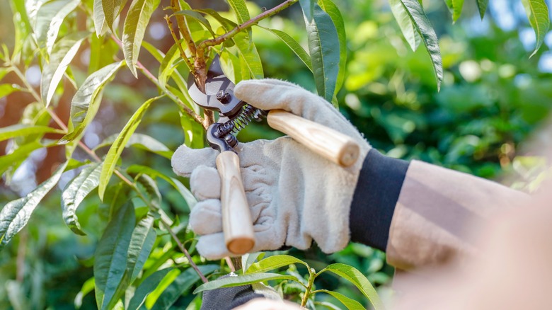 A gardener using shears to prune