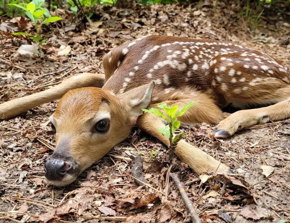 A wildlife gardening enthusiast on Reddit shared heartwarming images of a young guest — a fawn — on their property.