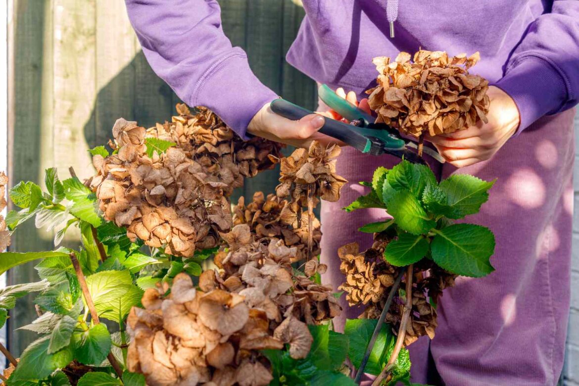 Why You Should Never Prune Hydrangeas in Fall Why You Should Never Prune Hydrangeas in Fall