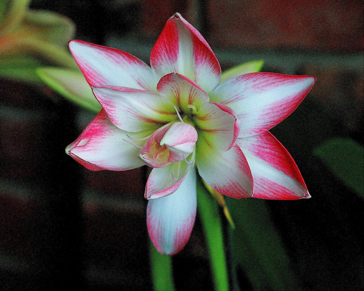 Amaryllis 'Blossom Peacock'