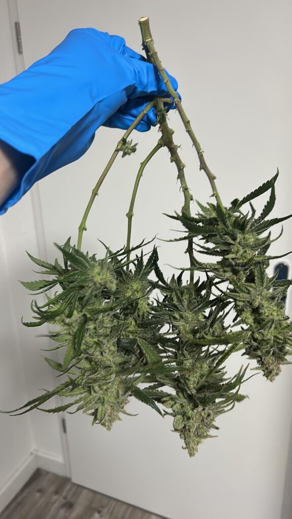 Harvested the very first grow yesterday, your opinion?