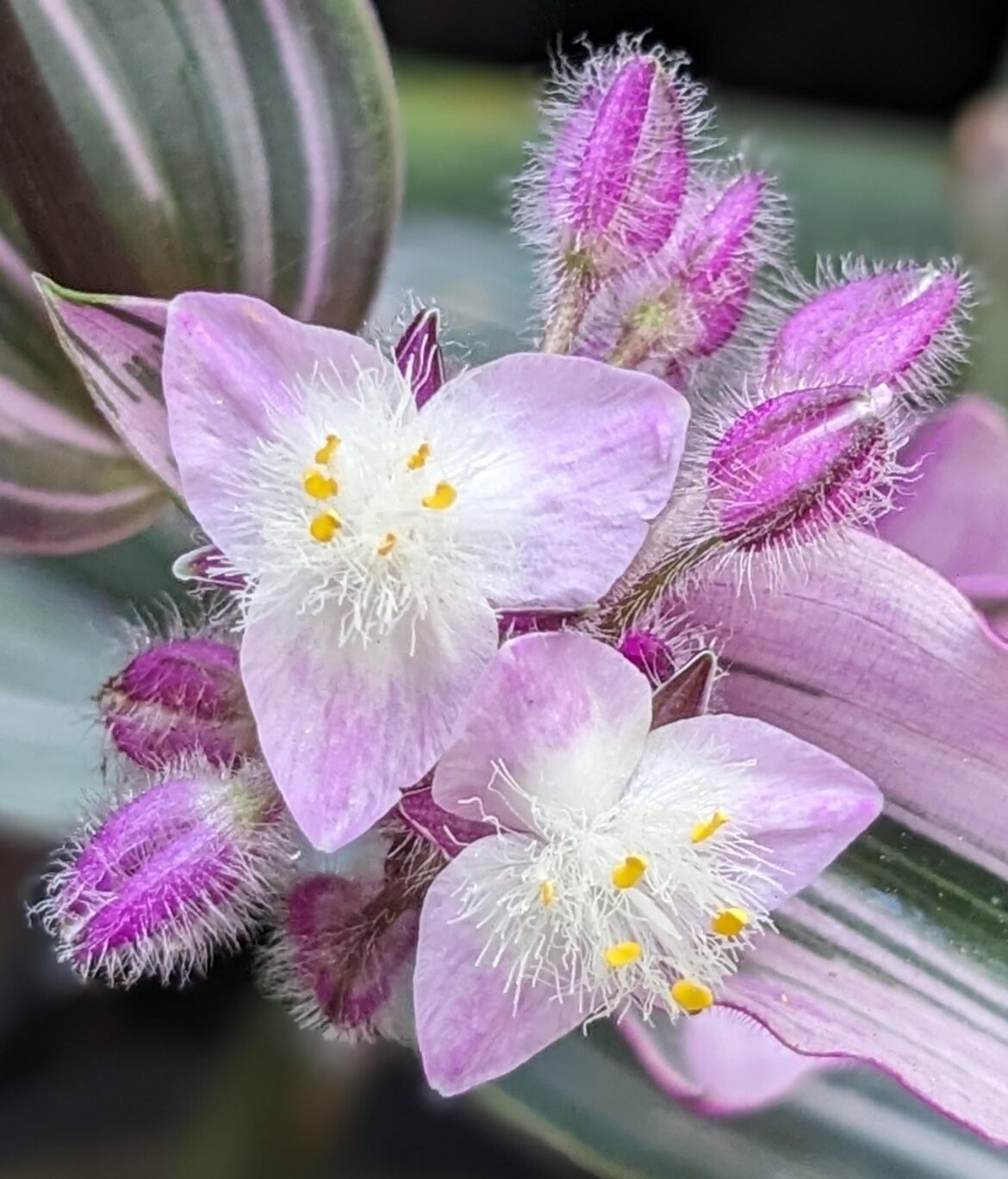 Tradescantia nanouk flowers