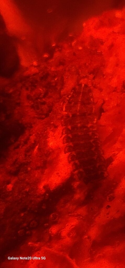 Lightning bug larvae.