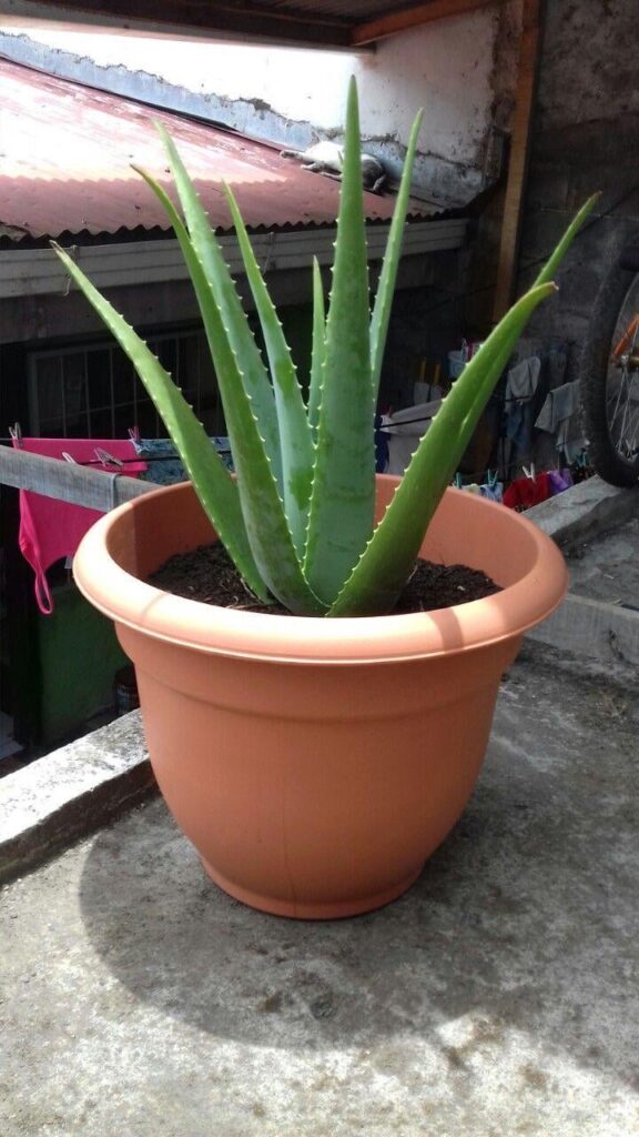 Aloe Vera growing