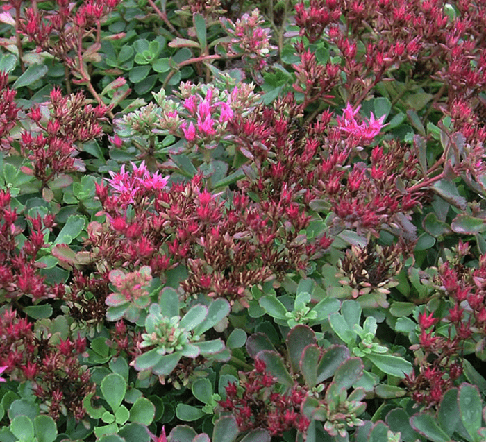 Dragons Blood Sedum