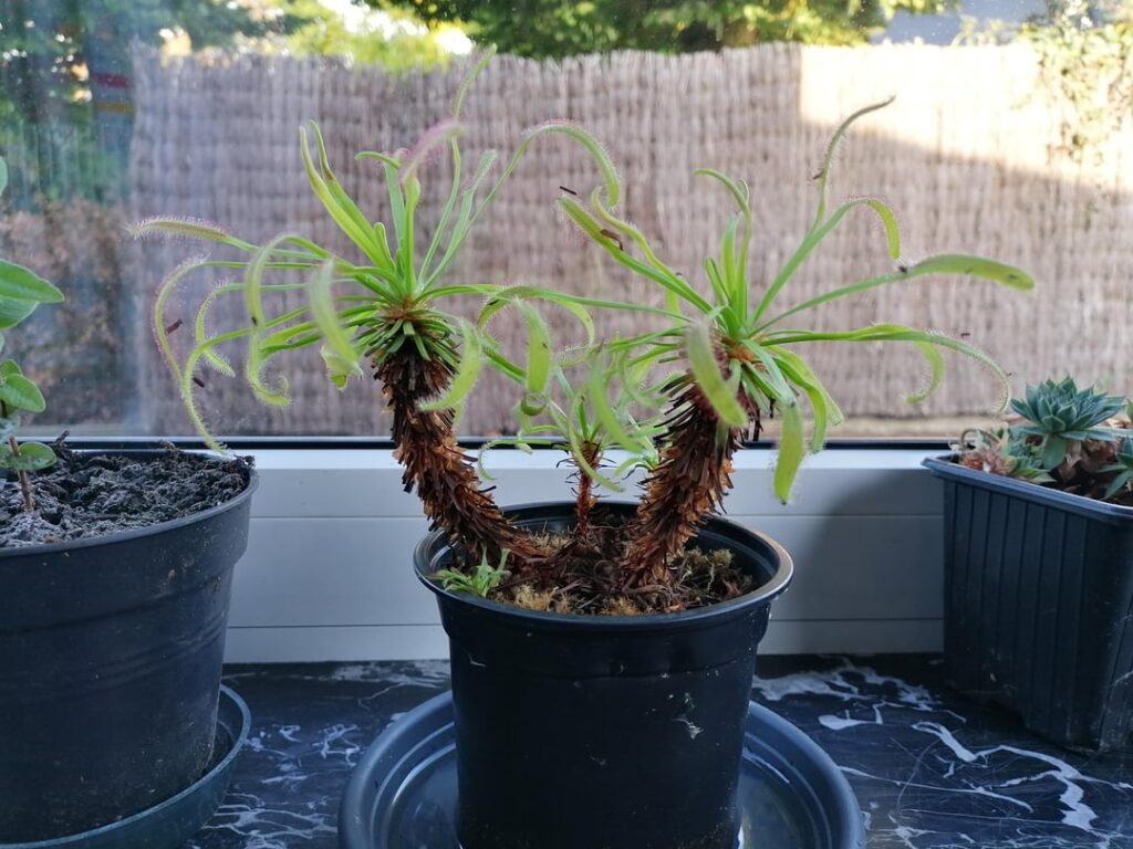 Little palmtrees