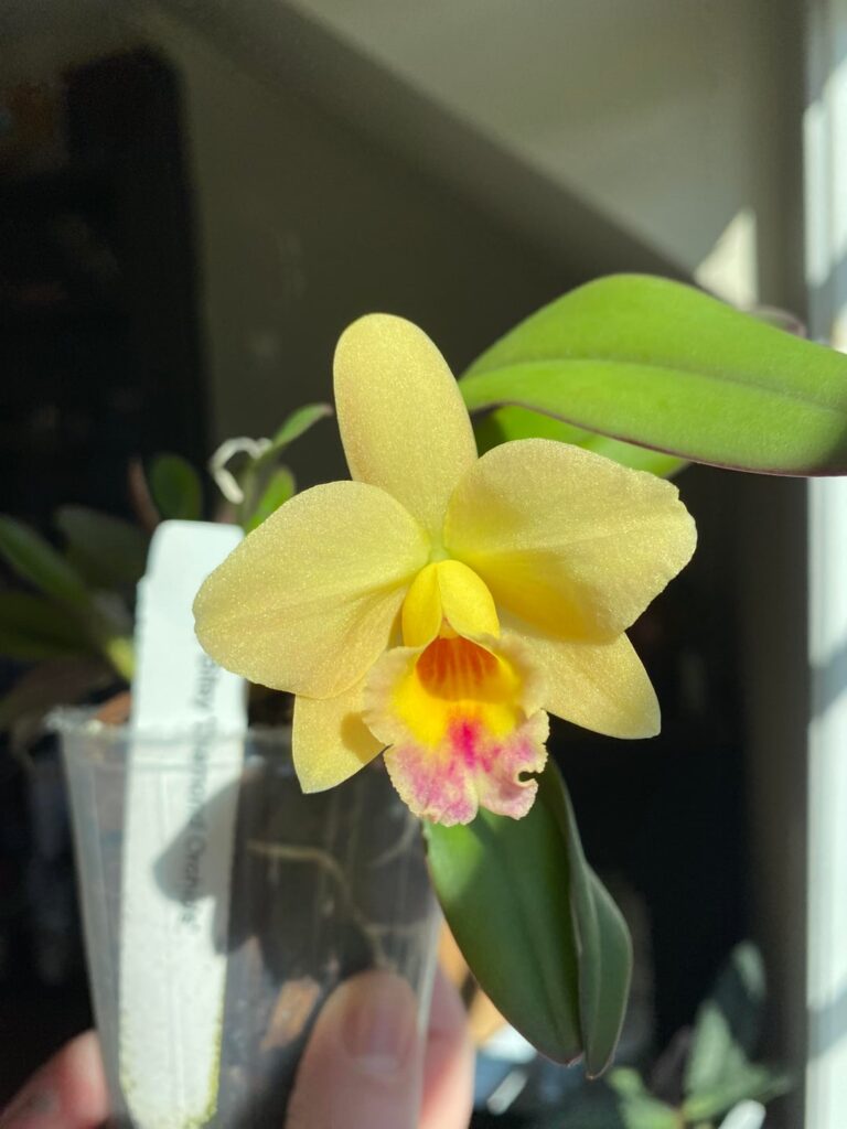 C. Itsy Bitsy ‘Diamond Orchids’