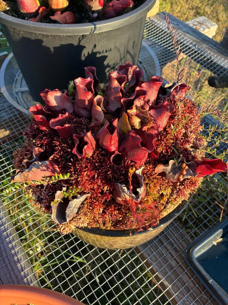 A Sea of Red