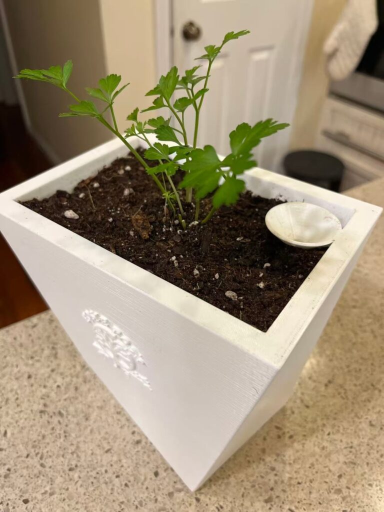 growing parsley indoors for the first time, any do and not do? growing parsley indoors for the first time, any do and not do?