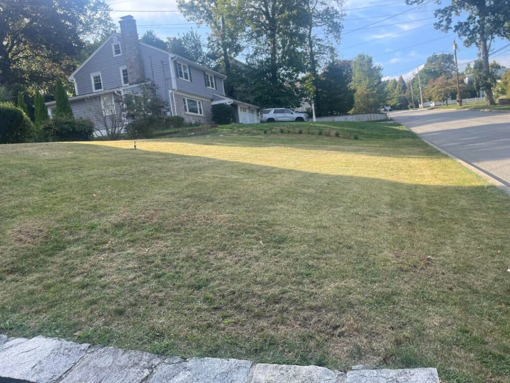 New England overseed first timer