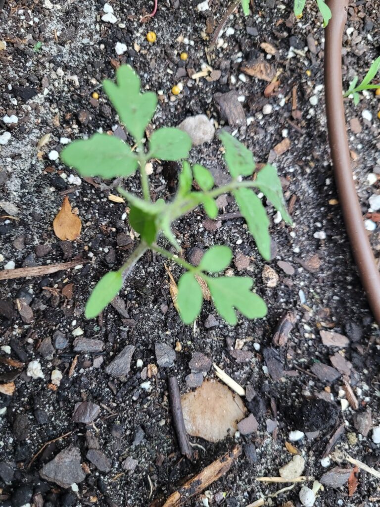 Any chance these are marigold seedlings? Any chance these are marigold seedlings?