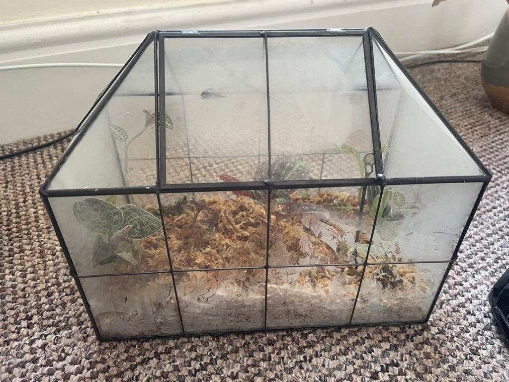 First terrarium, help π¬ First terrarium, help π¬
