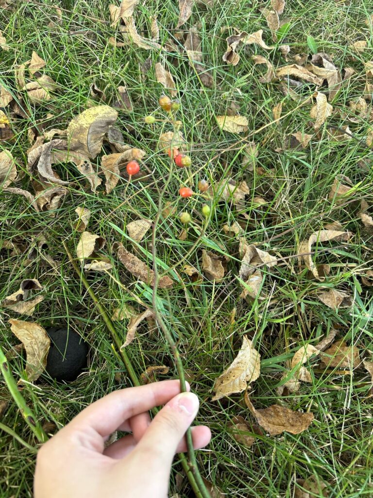 My dog ate these should I be concerned?