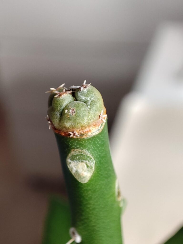 Yellow tissue around the graft