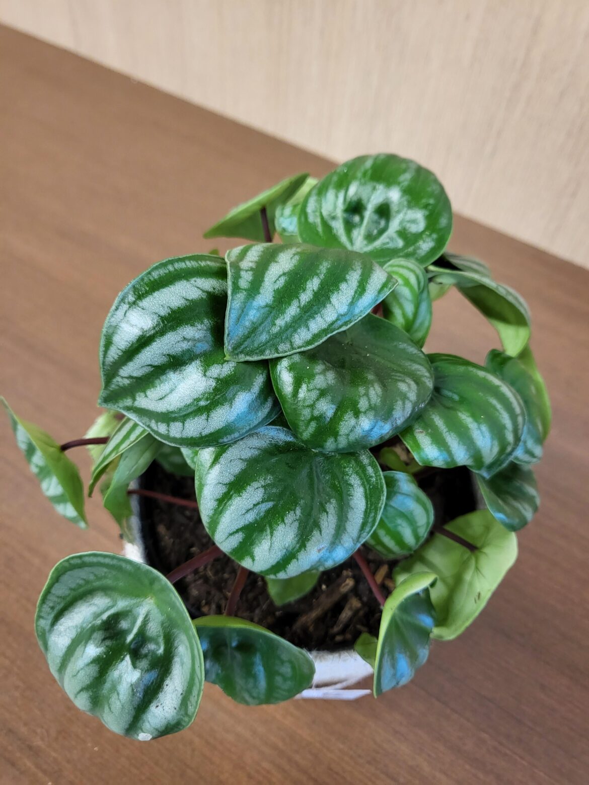 Got this guy at aldis, didn't have a label, anyone know what they are?