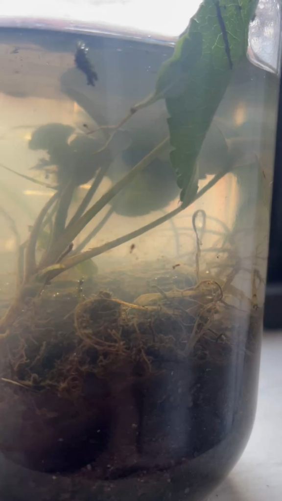 What’s this little critter??