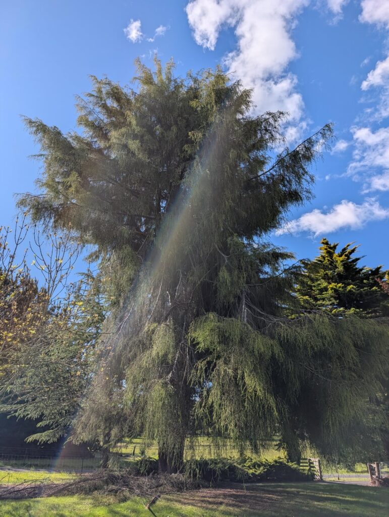 Is it time for this old thing (macrocarpa?) to go?