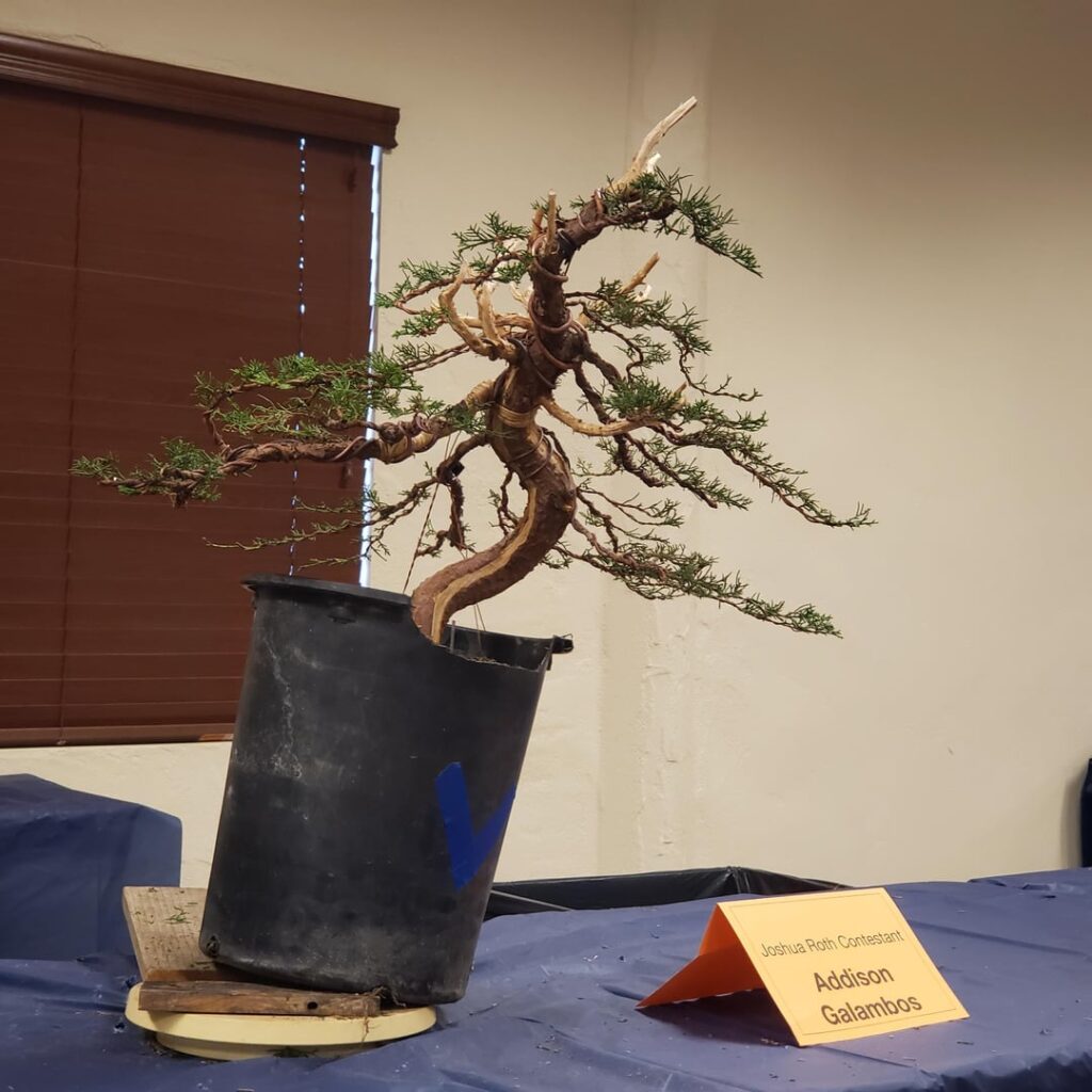 Gsbf Rendezvous 2025Joshua roth competition trees...after styling (sorry to all the competitors for my bad photos)