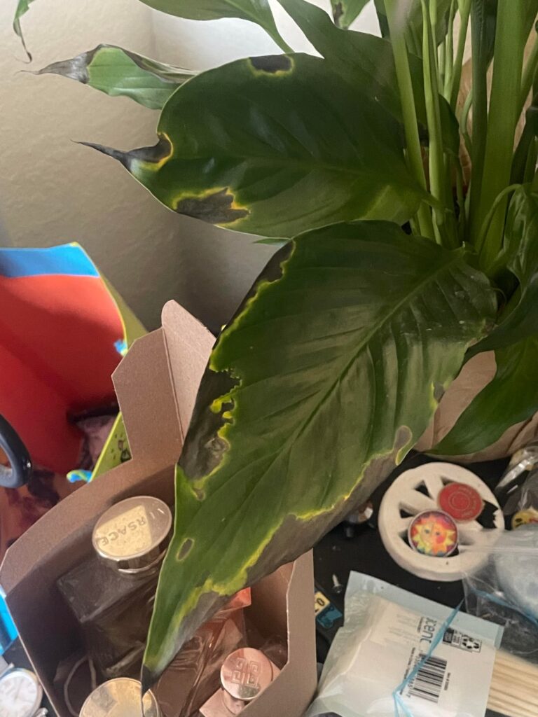 What’s up with this peace lily?