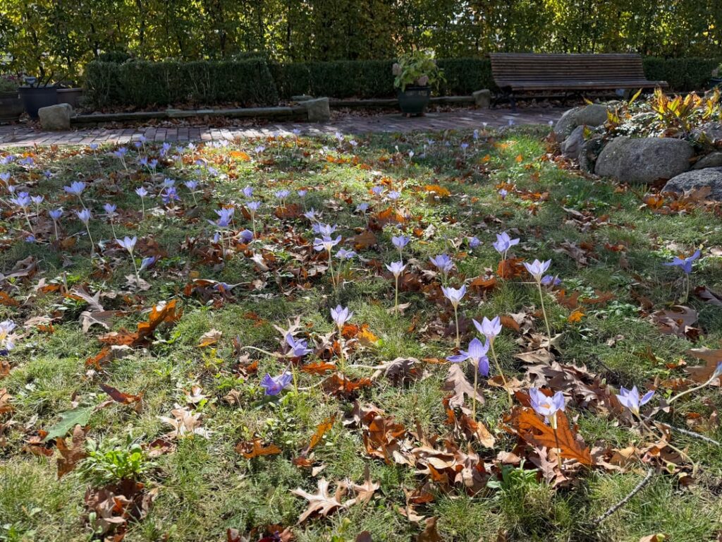 Autumn Crocus in flowering Lawn Autumn Crocus in flowering Lawn