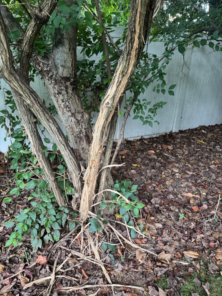 Dog chewing tree