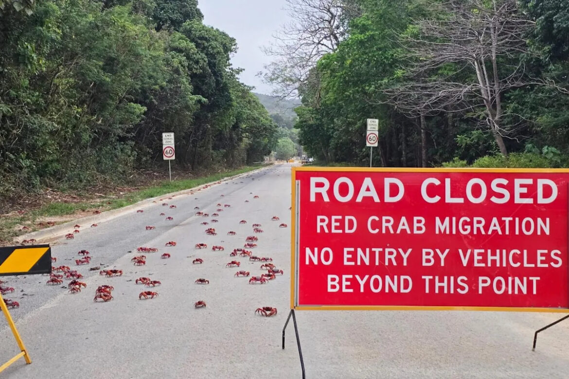 People use garden tools to protect millions of migrating red crabs on Christmas Island People use garden tools to protect millions of migrating red crabs on Christmas Island
