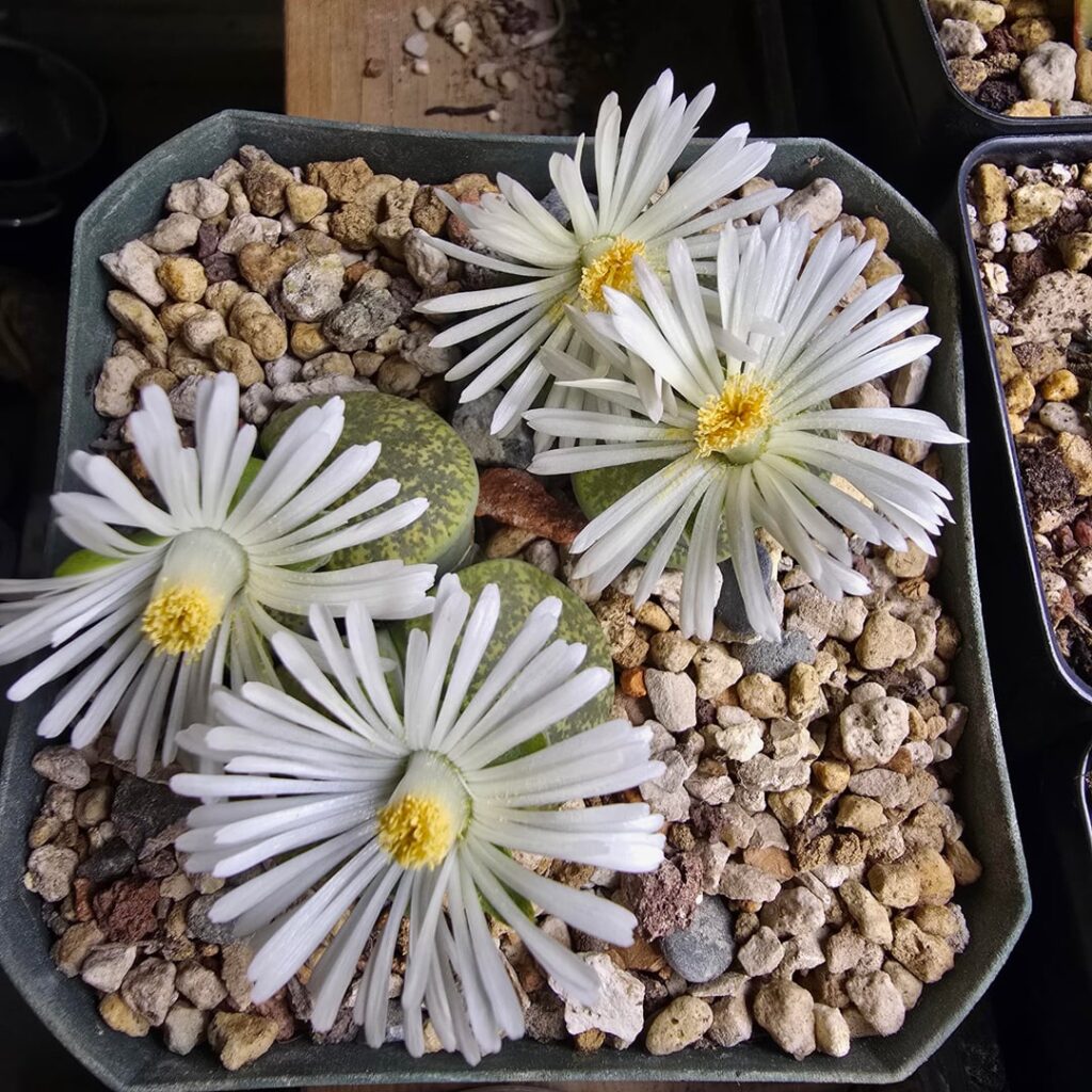 Lithops flowers