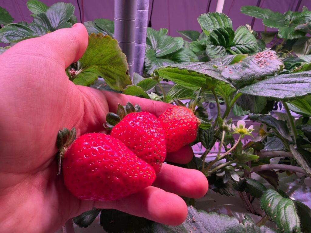Strawberry Hydroponics Y6 W4. What a September that was. Record breaking heat all month long, and the plants fighting through it all. Details within. Strawberry Hydroponics Y6 W4. What a September that was. Record breaking heat all month long, and the plants fighting through it all. Details within.