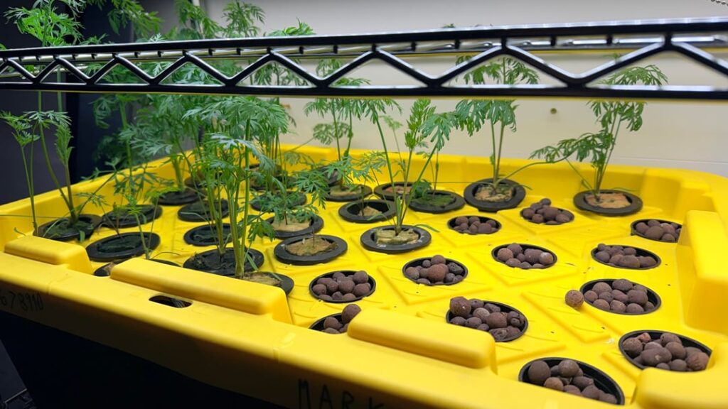 Carrot DWC update