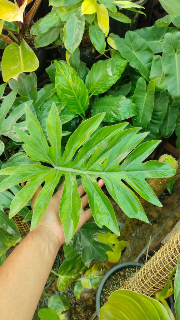 So so so beautiful😭🫣