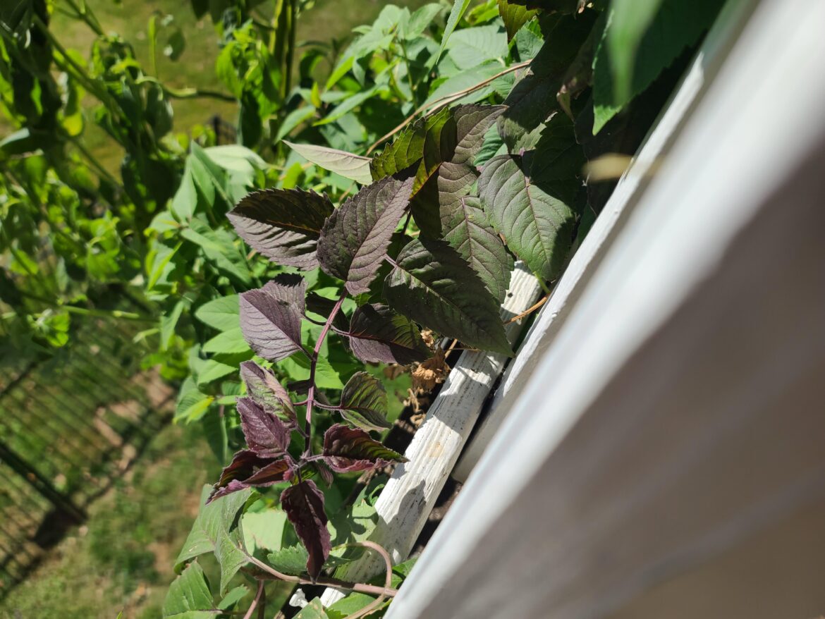 Pleasantly surprised by this gorgeous purple stem on my wild bergamot when watering today.