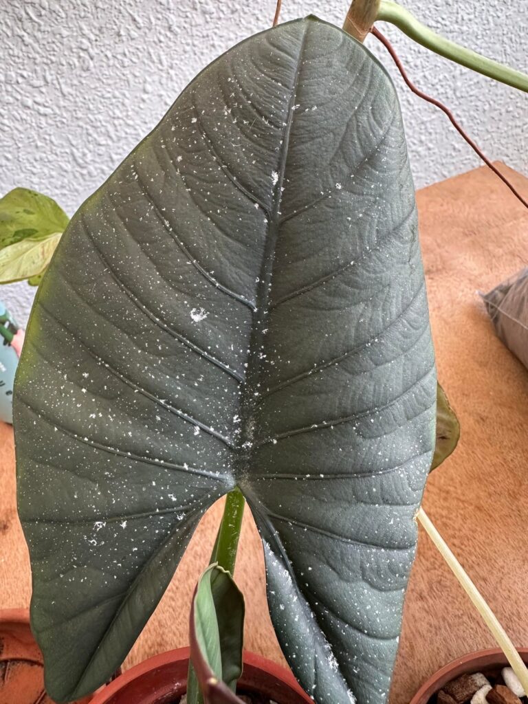 What are these white patches all over ALL of my plants What are these white patches all over ALL of my plants
